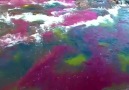Rainbow River in Colombia is one of the prettiest rivers in the world