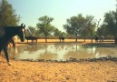Rajasthan Horses