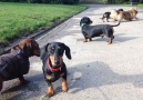 Ralphie tries to get the others to play with him on our walk yesterday....