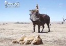 Ramazan Toprak - Virüs aslanı da vurmuş