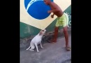 Random Videos - Brazilian dog dancing........ HAHAHA Facebook