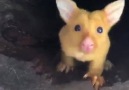 Rare Baby Golden Possum