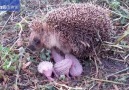 Rare daytime footage of baby hedgehogs being suckled