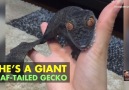 Rare Gecko