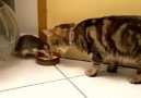 Rat doesn't want to share a bowl of milk with cat  这老鼠还真嚣张哦