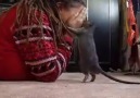 Rat Plays Peek-A-Boo