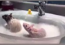 Rats having a bath