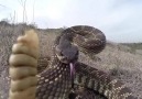 Rattlesnake Bites Go Pro