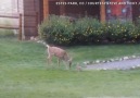 Real life Bambi and Thumper!Full story