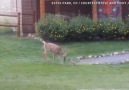 Real life Bambi and Thumper!Full story