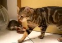 Real Life Tom & Jerry