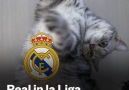 Real Madrid in La Liga vs. Real Madrid in Champions League