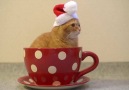 Red cat in a giant teacup