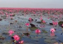 Red Lotus Sea in Udon Thani ThailandCredit instagram.compollypor