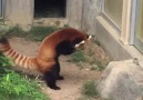 Red panda encounters stone