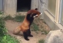 Red Panda Meets Rock