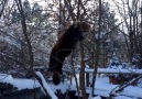 Red Pandas Having Fun In The Snow