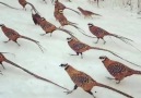 Reeves Pheasant surrounding