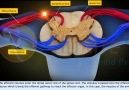 reflex arc