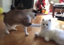 Regular Cats vs. Robot-Cat