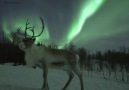 Reindeer posing under the aurora last night