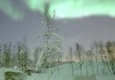 Reindeers playing in winter wonderland beneath the aurora and a rising moon