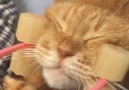 Relaxing ginger kitty <3