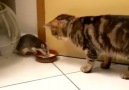 Remember TOM & JERRY ..they are real...haha