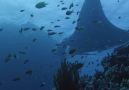 Remora Balıkları