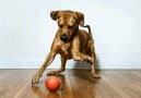 Remote control ball for pets