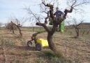 Remote Control Tree pruning..