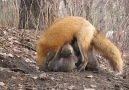 Renards 011