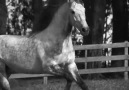 Ren Bernadino - Berber Horse from Haras Cavalheiro -...
