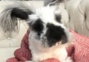 Rescued Angora Rabbit Has The Best Life now