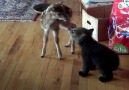 Rescued Bear Cub and Fawn Become Friends
