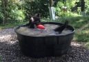 Rescued black bear Takoda cools off with some tub time.