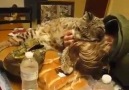 Rescued bobcat at the dinner table!