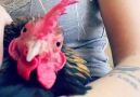 Rescued chickens learn what love is.