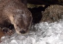 Rescued river otters Tilly and B.C. are beating the heat with some icy treats.