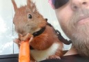 Rescued Squirrel Loves Snuggling With His Dad