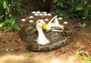 Rescue Ducks From PythonsCredit Amazing Snake TV