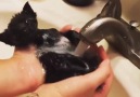 Rescue kitten bath time