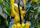 Researchers have developed a robot that will make life easier for farmers