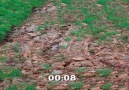 Resimlerdeki kedileri bulun