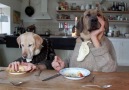 Restoranda yemek yiyen köpekler! :))