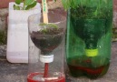 Reuse old bottles to make this clever seed starter!
