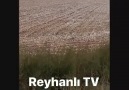 Reyhanlı TV - PAMUK EKTİM PARA EDER Mİ DİYE Reyhanlılı...