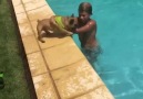Rey wants to go the pool..Instagram @reytheminifrenchie