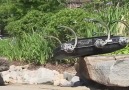 RHex the Parkour Robot