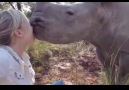 Rhino Gives Carer Big Kiss